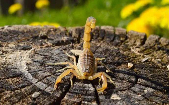 5 Ways Scorpions Can Find a Way into Your Condo