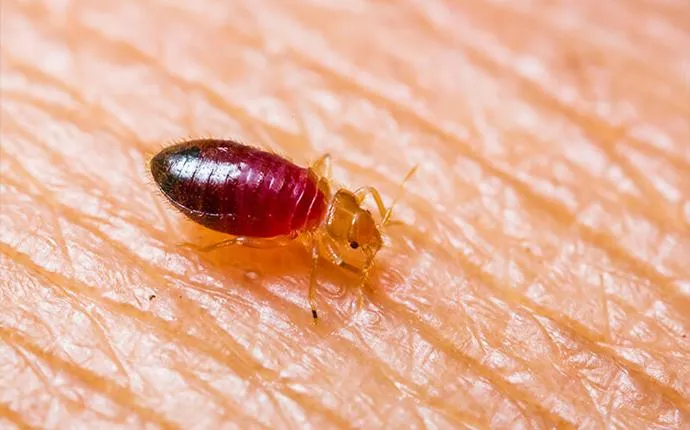 Are Bed Bugs Harmful to my Health?