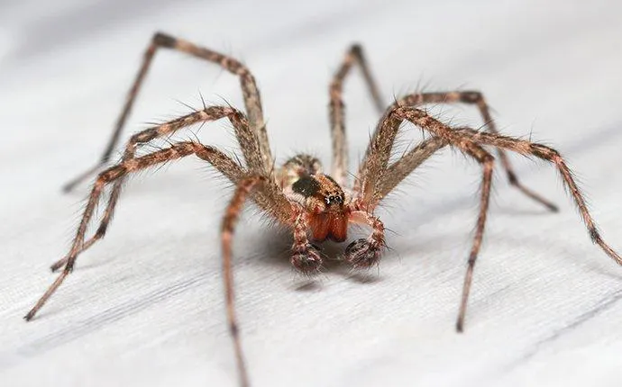 Are The Hobo Spiders In Las Vegas Dangerous?