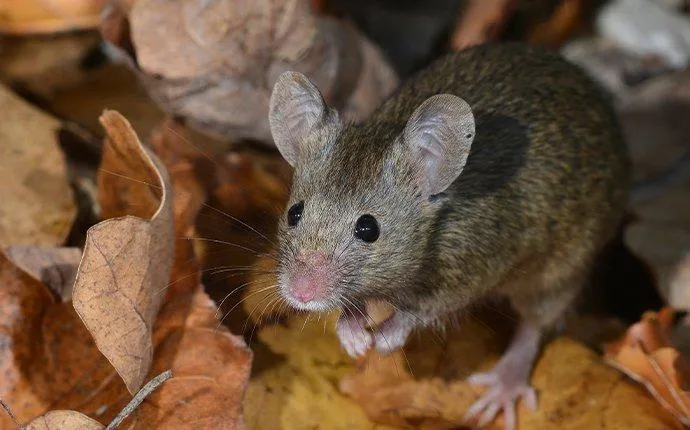 How Big A Problem Are Field Mice In Las Vegas, NV?