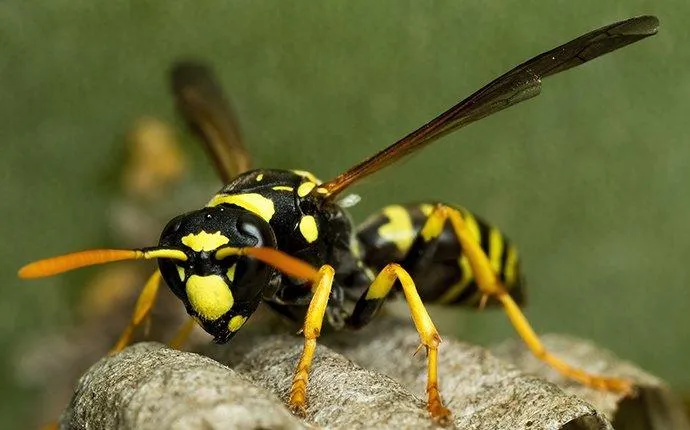 How To Keep Bees & Wasps Away From Your Las Vegas Property