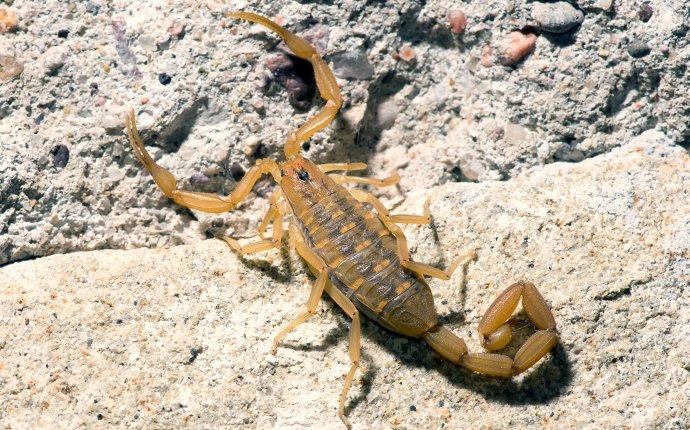 How To Keep Scorpions Away From Your Las Vegas Home