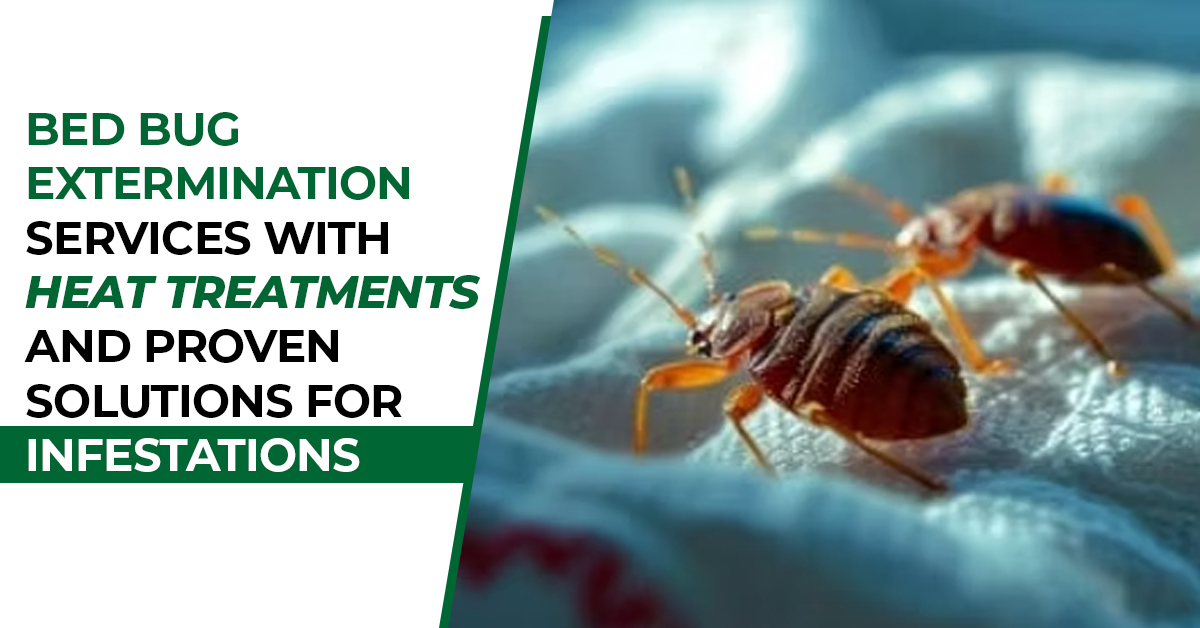 How To Spot Bed Bug Problems In Your Las Vegas Home