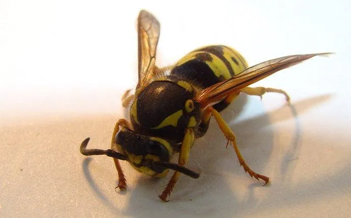 How Wasps In Las Vegas Could Be More Dangerous Than You Think