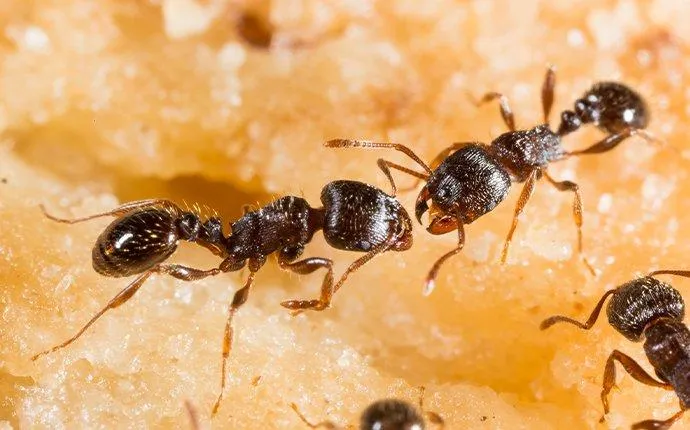 Las Vegas Homeowners' Pavement Ant Prevention Guide