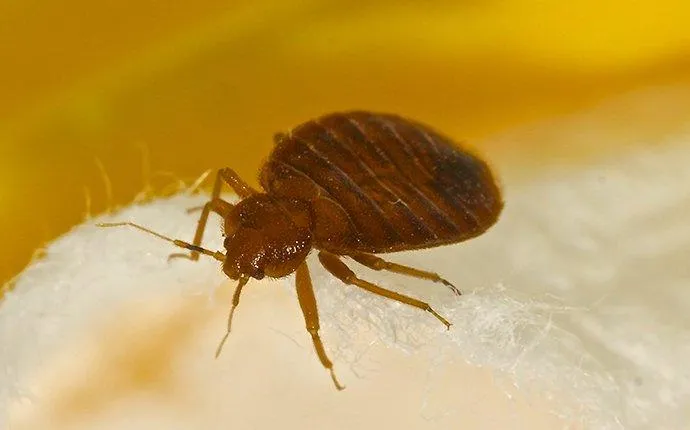 The Best Way To Keep The Las Vegas Bed Bugs Away