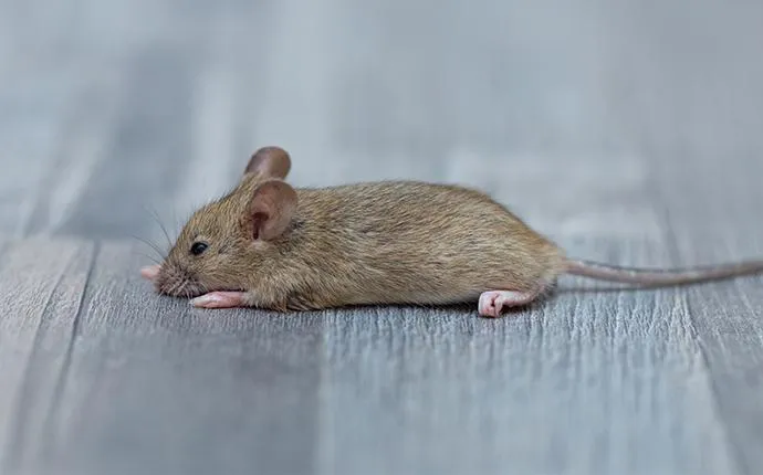The Dangers Of A Rodent Infestation In Your Las Vegas Home