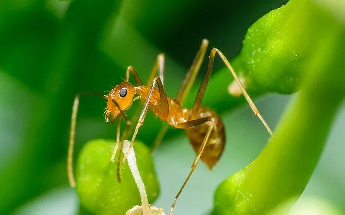 What Las Vegas Property Owners Ought To Know About Pharaoh Ants