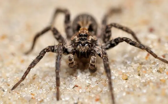 What Las Vegas Property Owners Ought To Know About Wolf Spiders