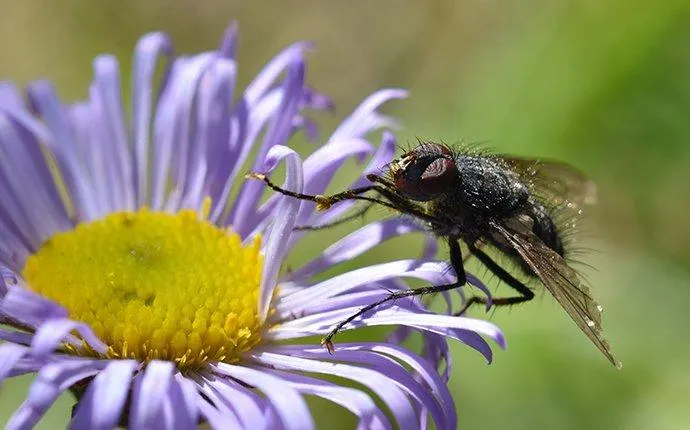 What To Do About House Flies Invading Your Las Vegas Residence