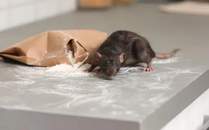 What To Do About Rats On Your Las Vegas Property