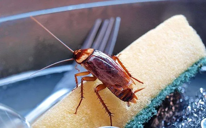 Why Seeing One Cockroach In Your Las Vegas Home Is Bad News