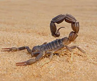 Bark scorpion